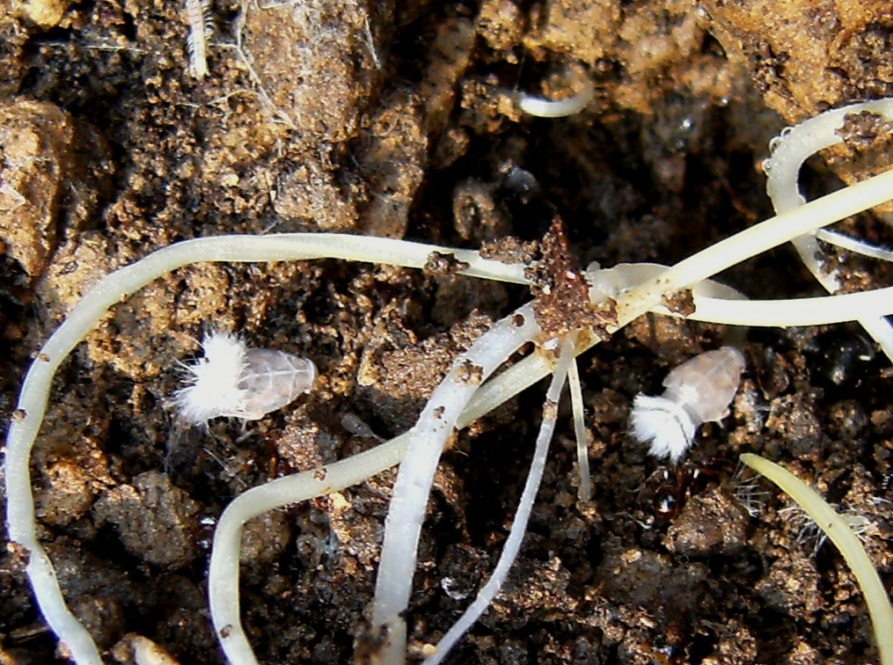 Ospiti delle formiche Myrmica: Cixiidae Reptalus sp.